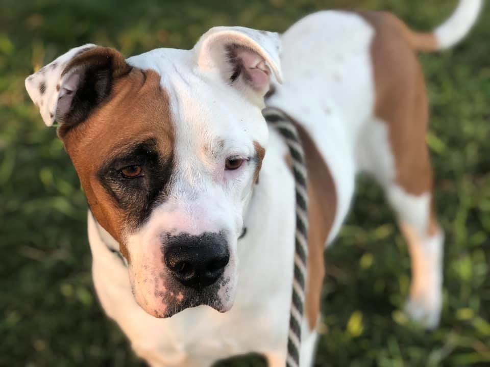 Adopt a friend: Stache